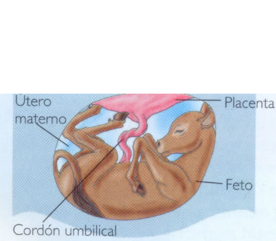 Feto de mamífero placentario en el interior del útero materno.